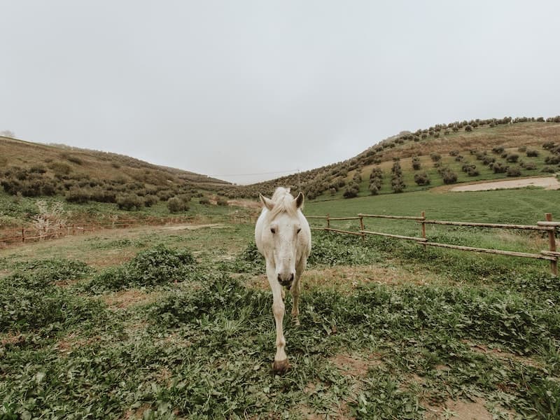 Символ 2026 года: где в Москве увидеть лошадей, колесницы и квадриги